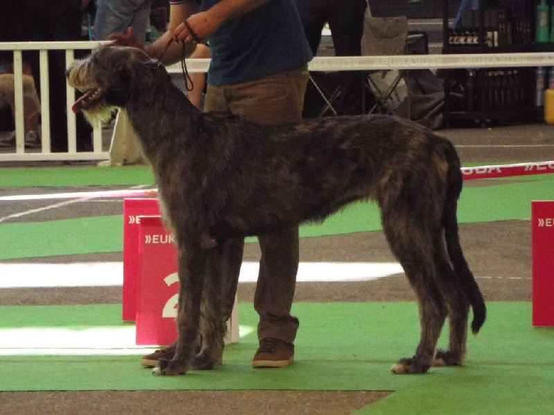Green Clover Jelly bean