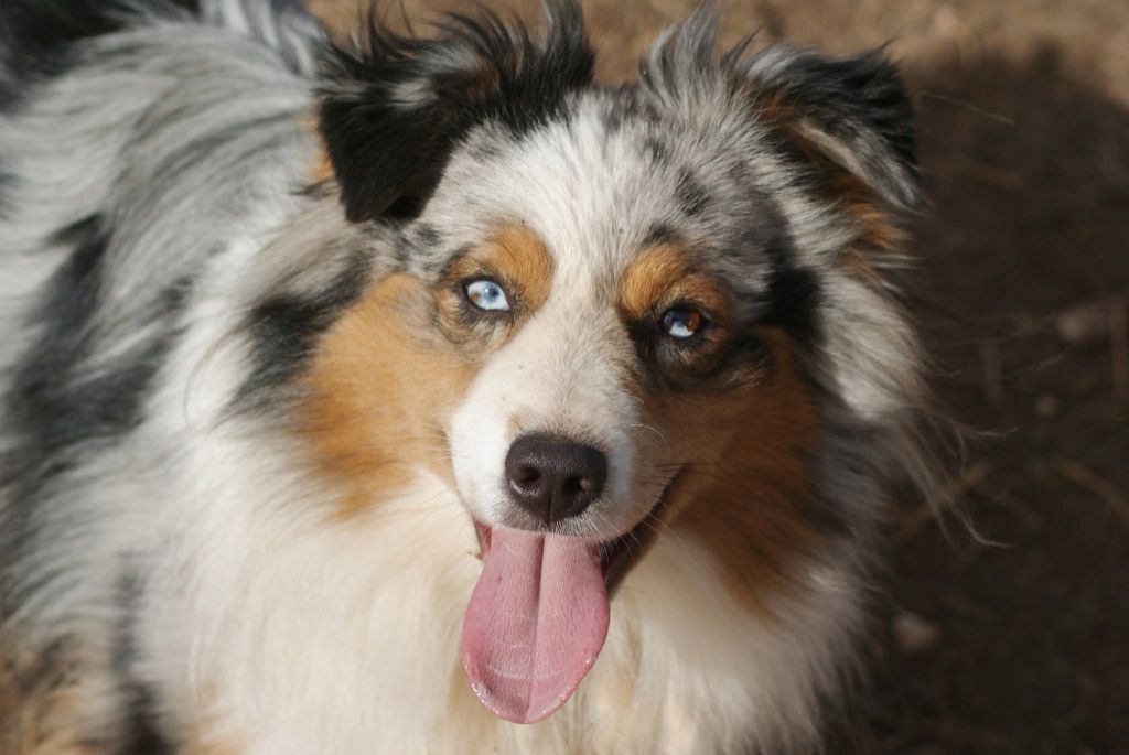 CH. blue elk N linderlands first edition