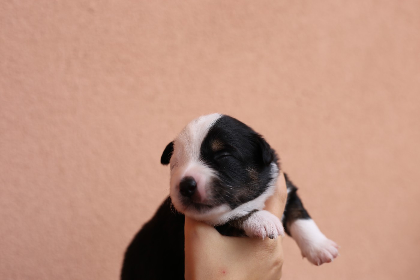 Green Clover - Chiots disponibles - Berger Américain Miniature 