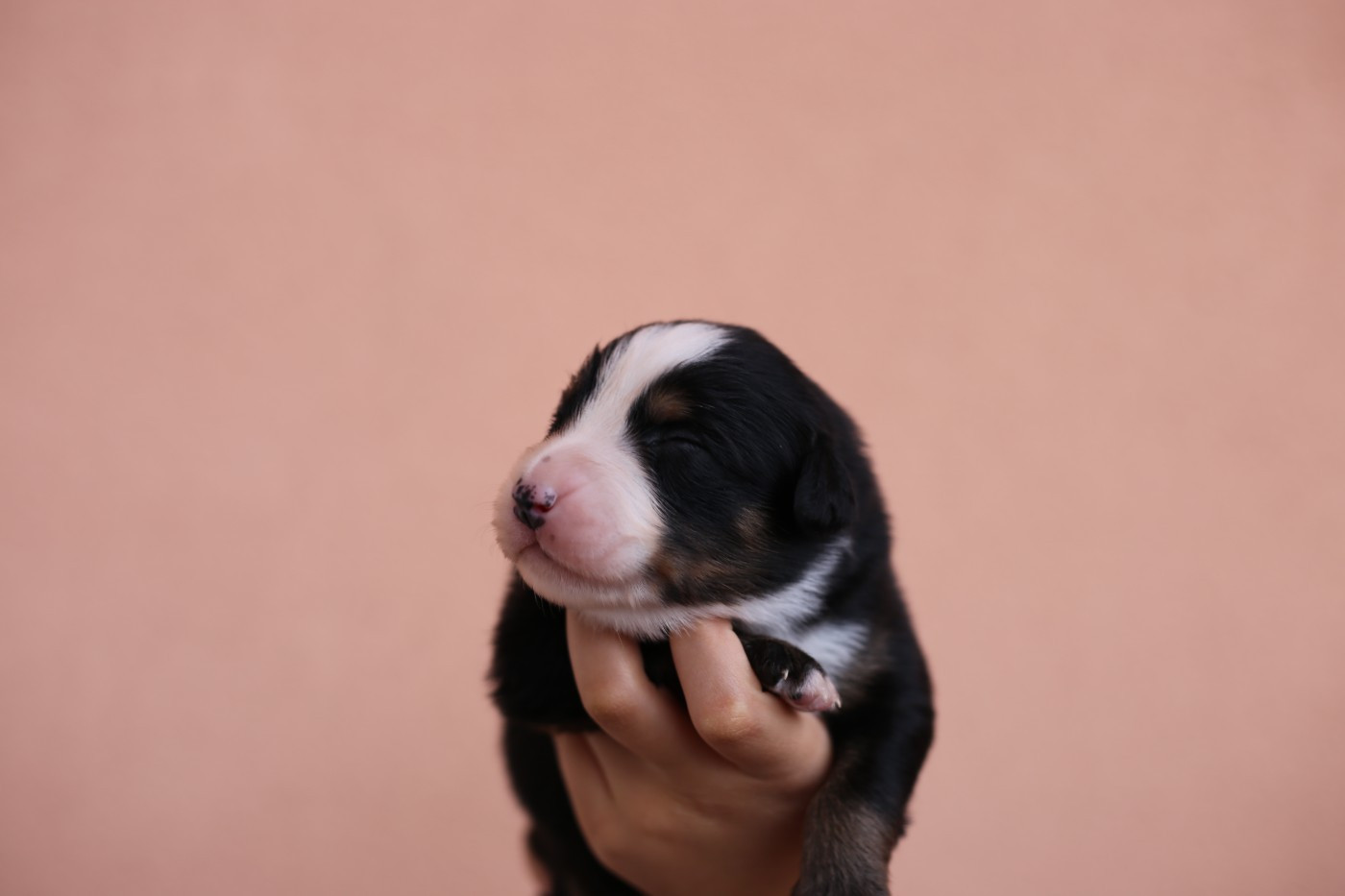 Green Clover - Chiots disponibles - Berger Américain Miniature 