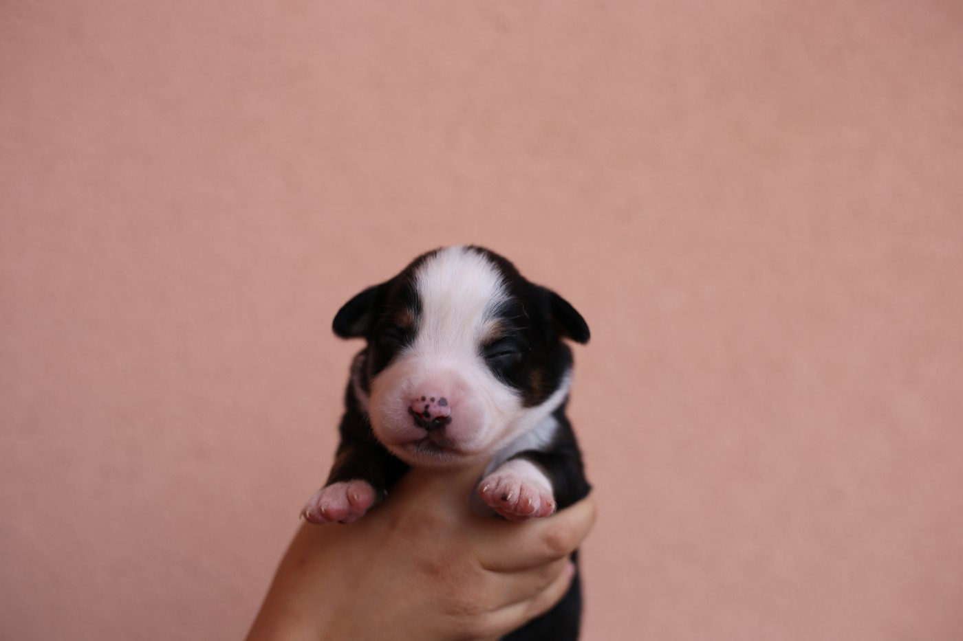 Green Clover - Chiots disponibles - Berger Américain Miniature 