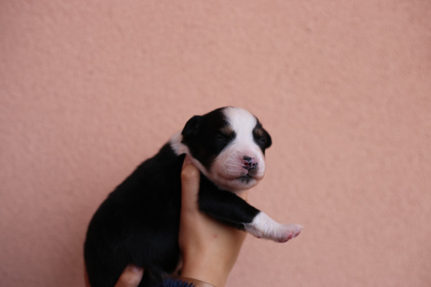 Green Clover - Chiots disponibles - Berger Américain Miniature 