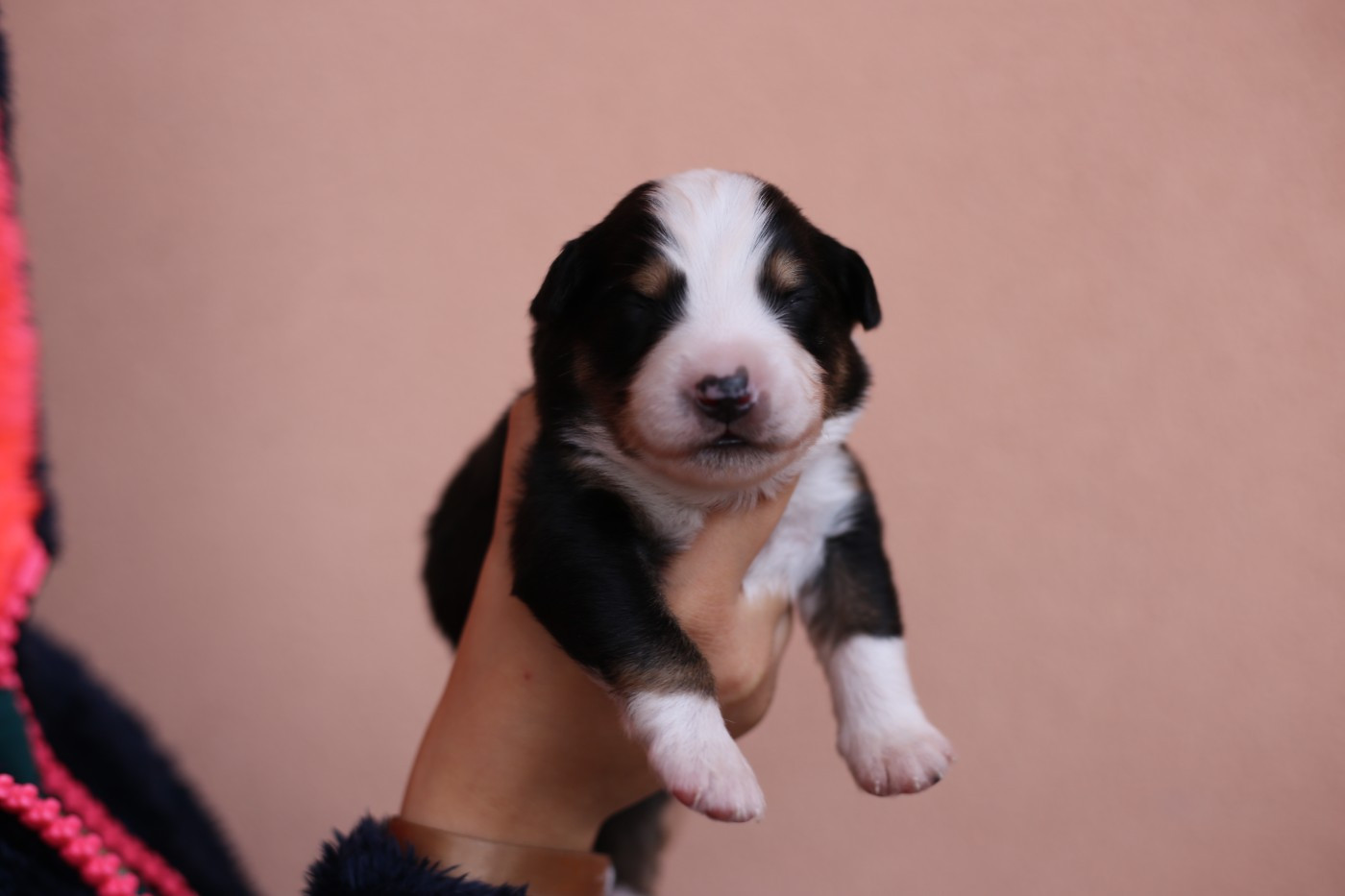 Green Clover - Chiots disponibles - Berger Américain Miniature 