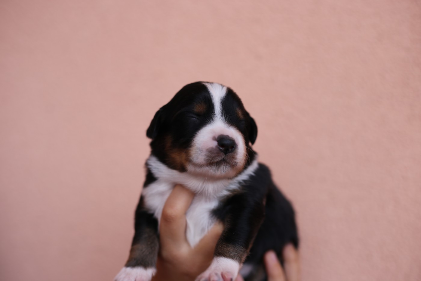 Green Clover - Chiots disponibles - Berger Américain Miniature 