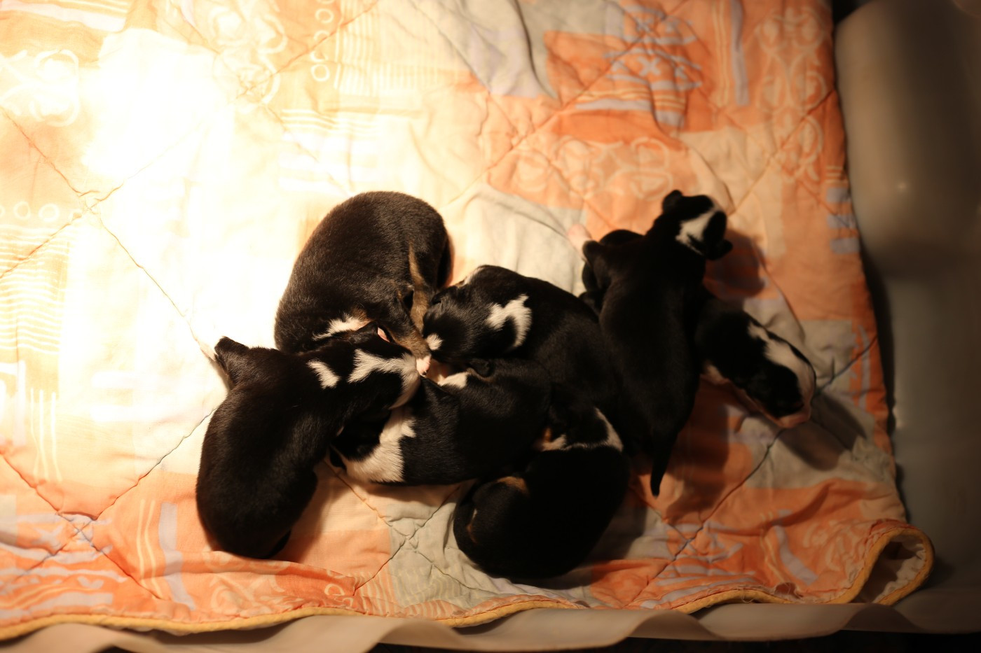 Chiot Berger Américain Miniature  Green Clover