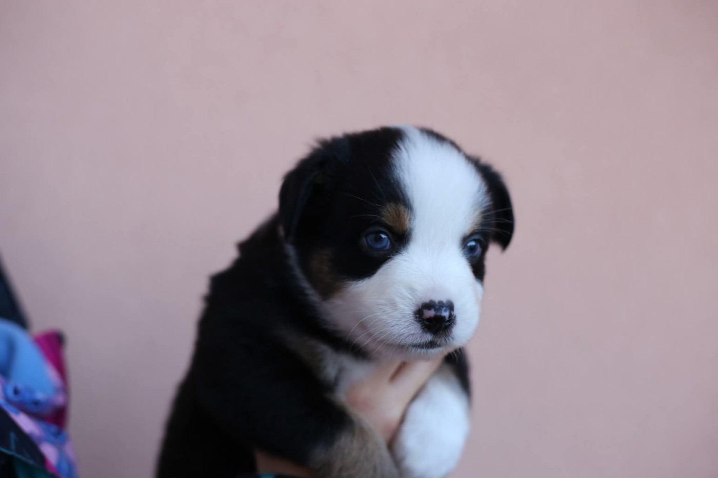 Green Clover - Chiots disponibles - Berger Américain Miniature 