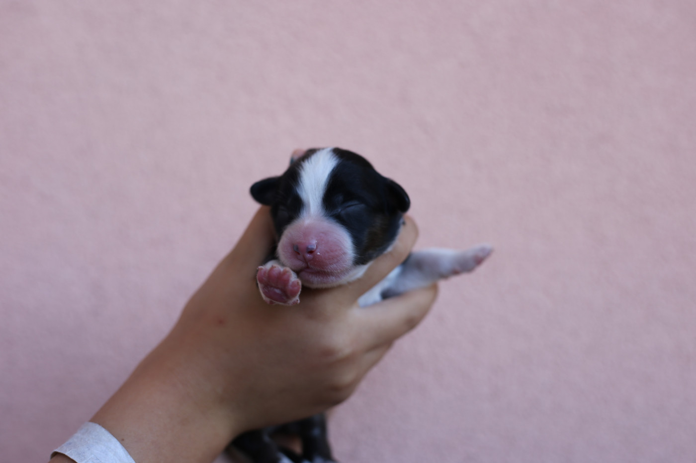 Green Clover - Chiots disponibles - Berger Américain Miniature 