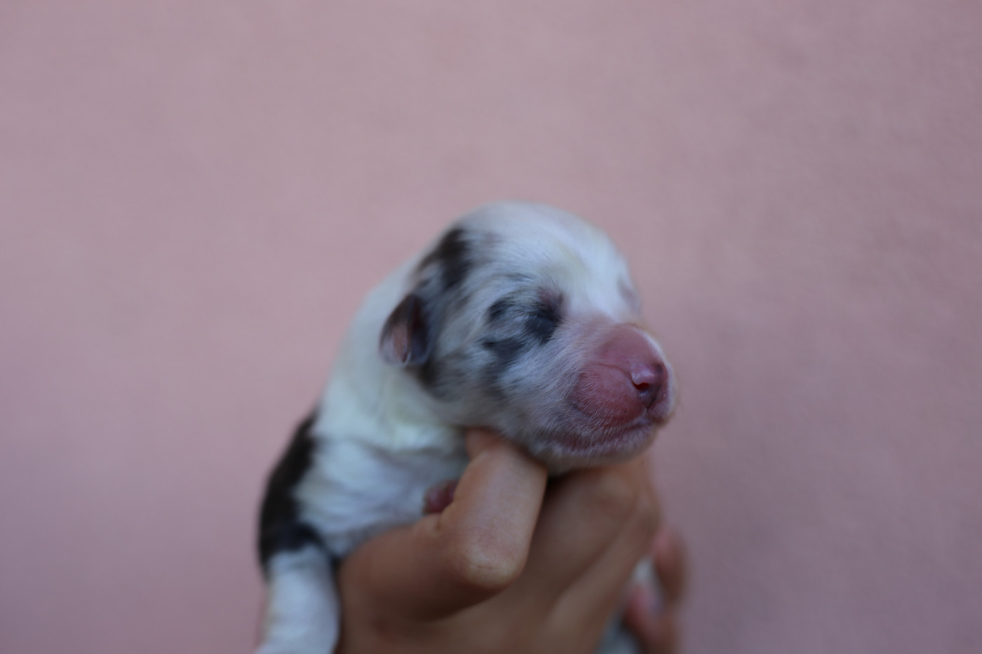Green Clover - Chiots disponibles - Berger Américain Miniature 