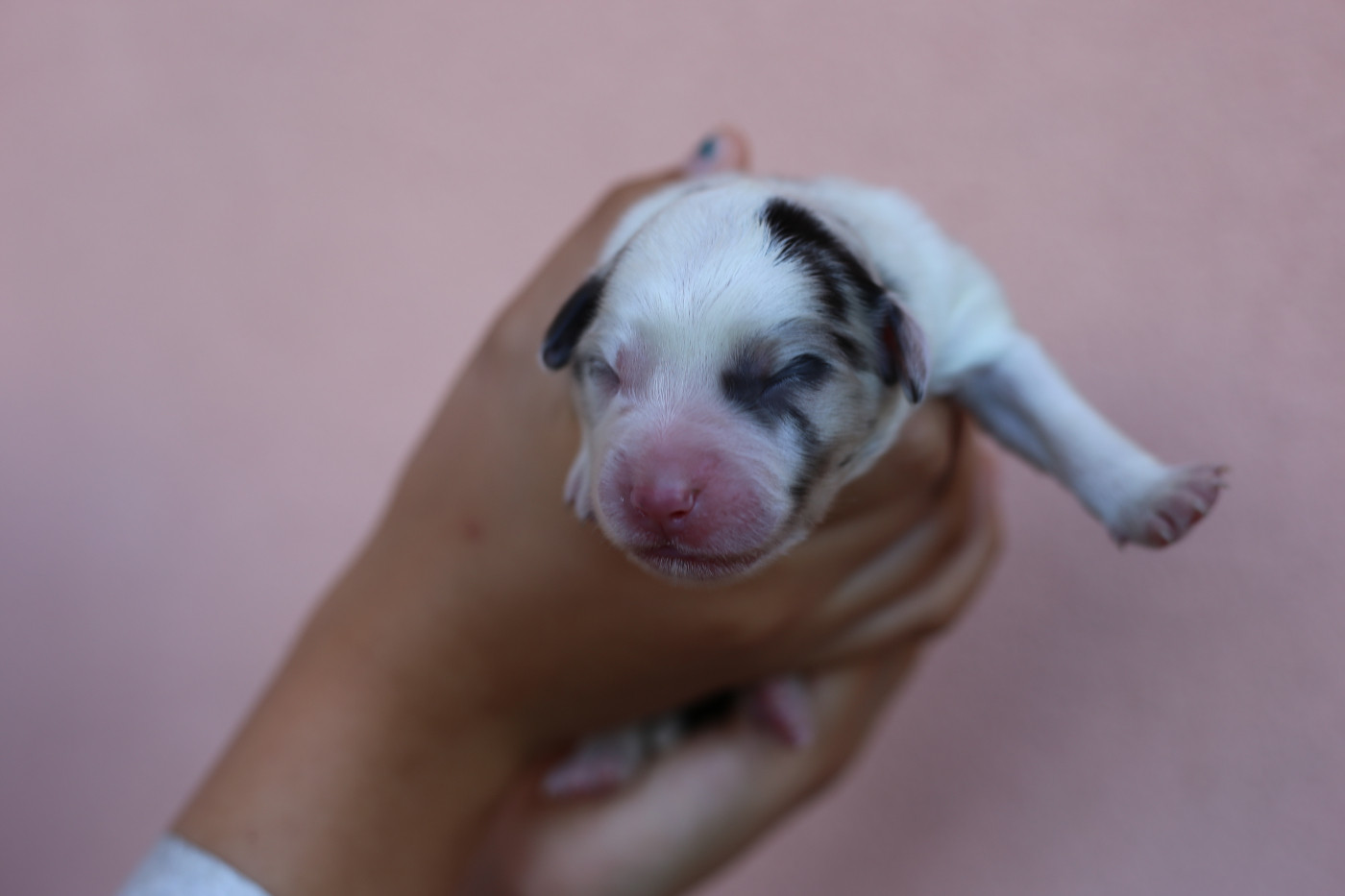 Green Clover - Chiots disponibles - Berger Américain Miniature 