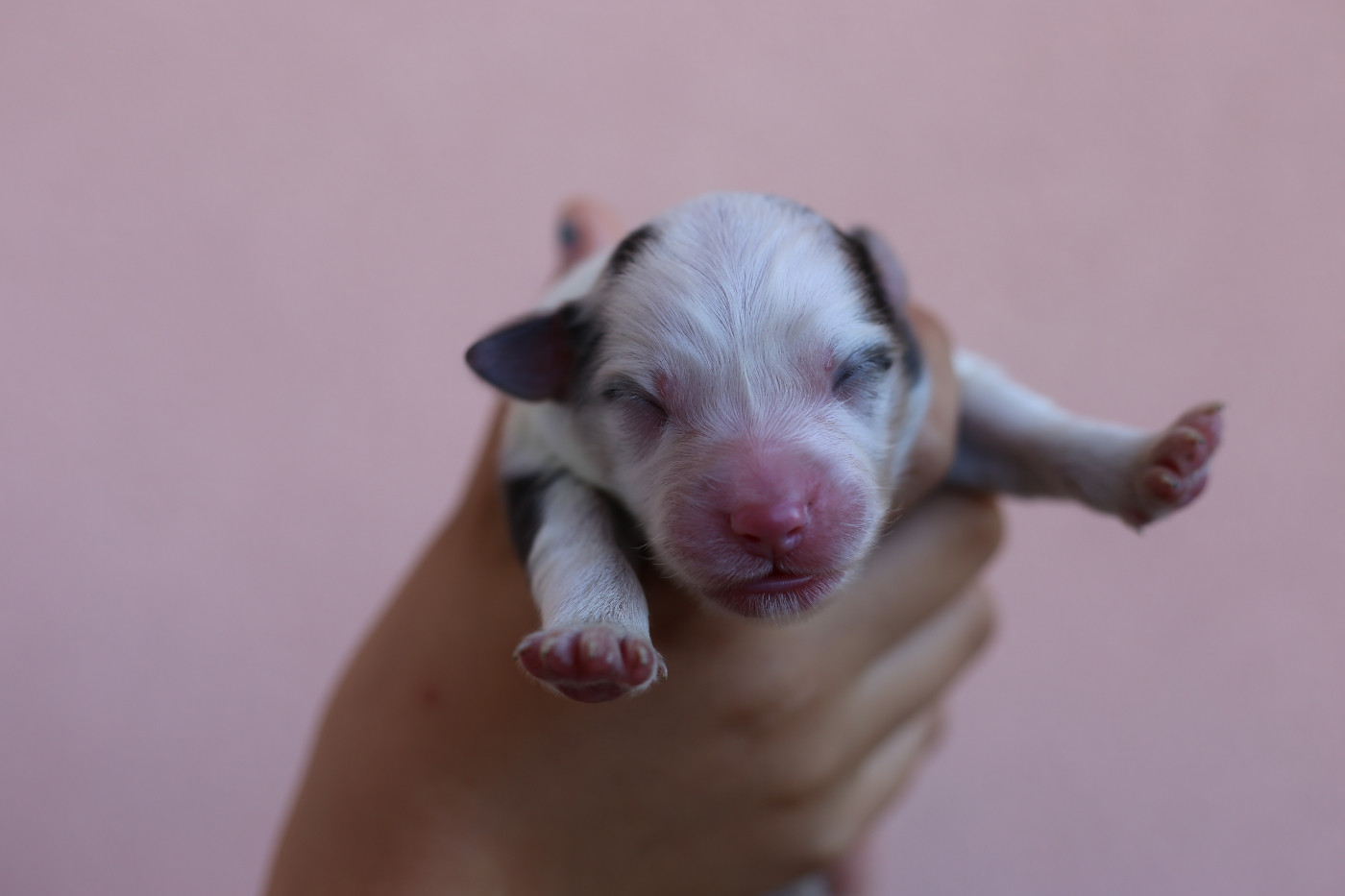 Green Clover - Chiots disponibles - Berger Américain Miniature 