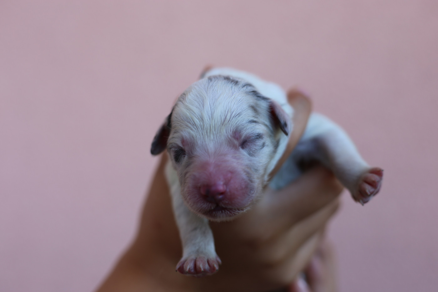 Green Clover - Chiots disponibles - Berger Américain Miniature 
