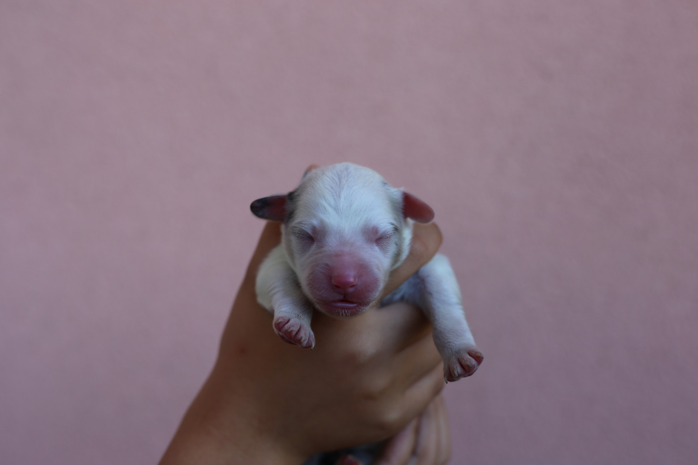 Green Clover - Chiots disponibles - Berger Américain Miniature 