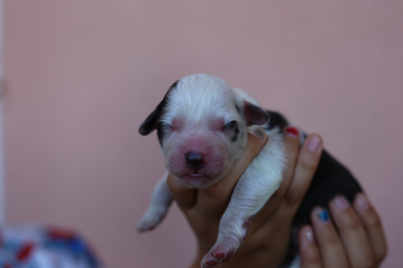 Green Clover - Chiots disponibles - Berger Américain Miniature 