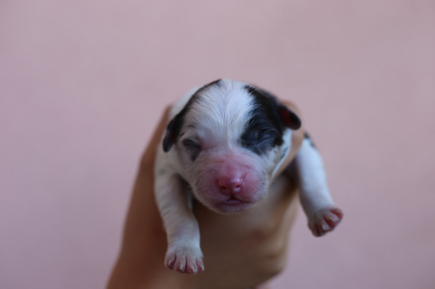 Green Clover - Chiots disponibles - Berger Américain Miniature 