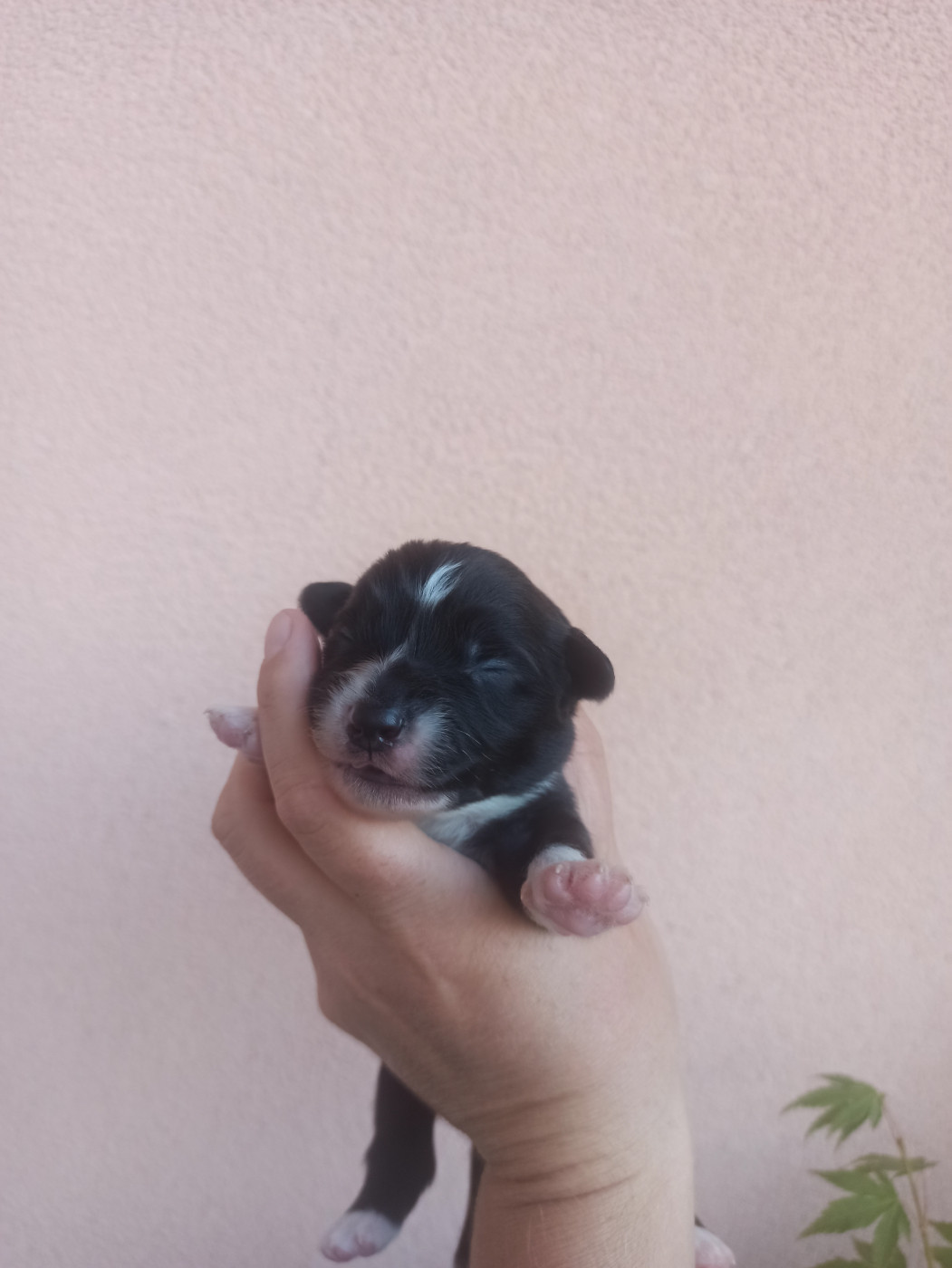 Green Clover - Chiots disponibles - Berger Américain Miniature 