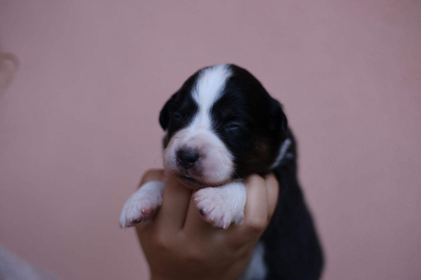 Green Clover - Chiots disponibles - Berger Américain Miniature 