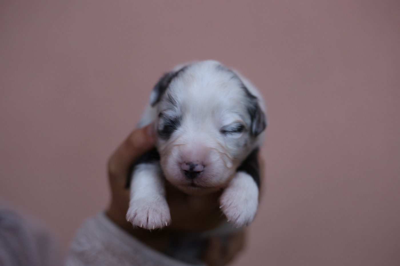 Green Clover - Chiots disponibles - Berger Américain Miniature 