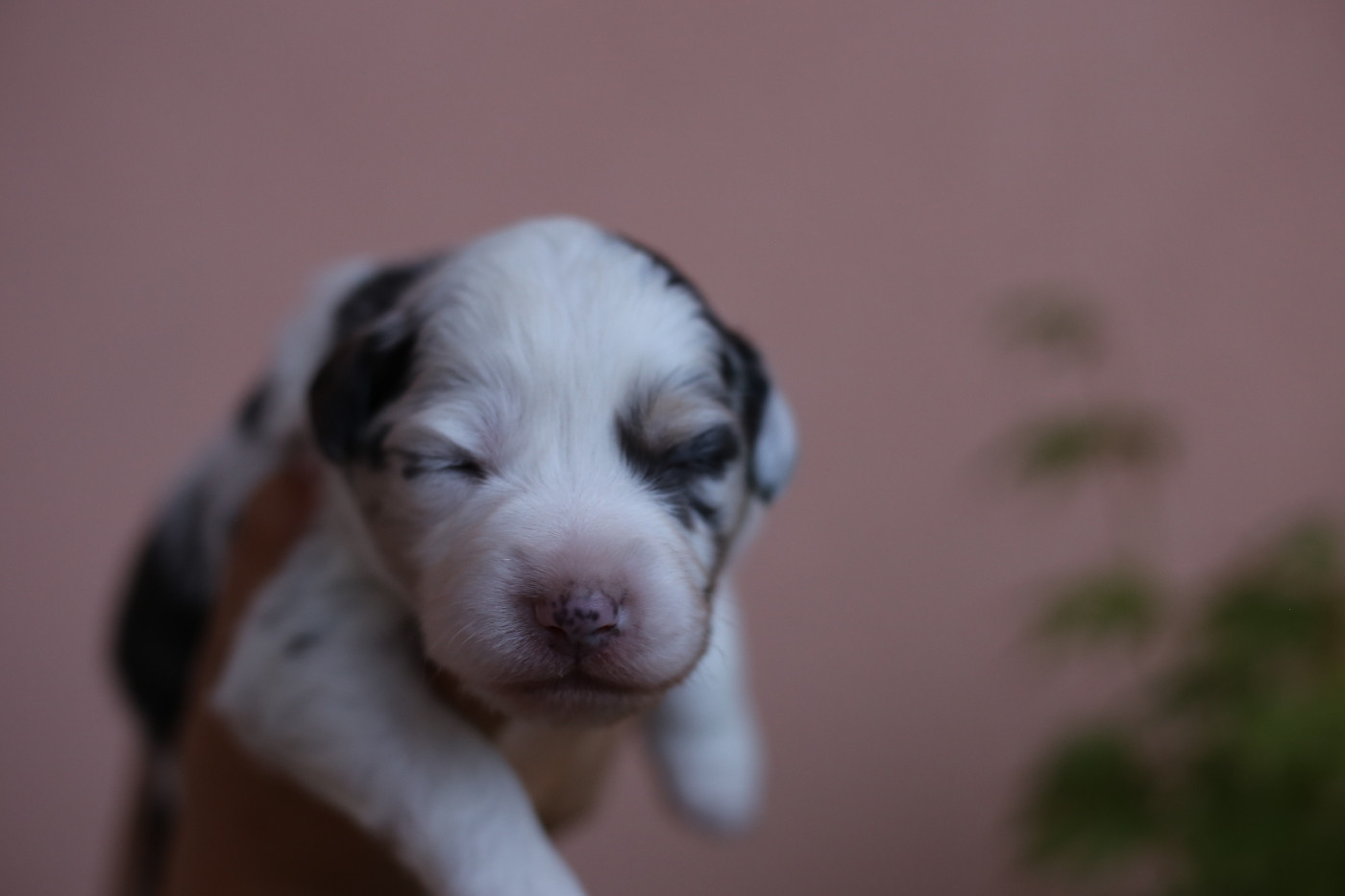 Green Clover - Chiots disponibles - Berger Américain Miniature 