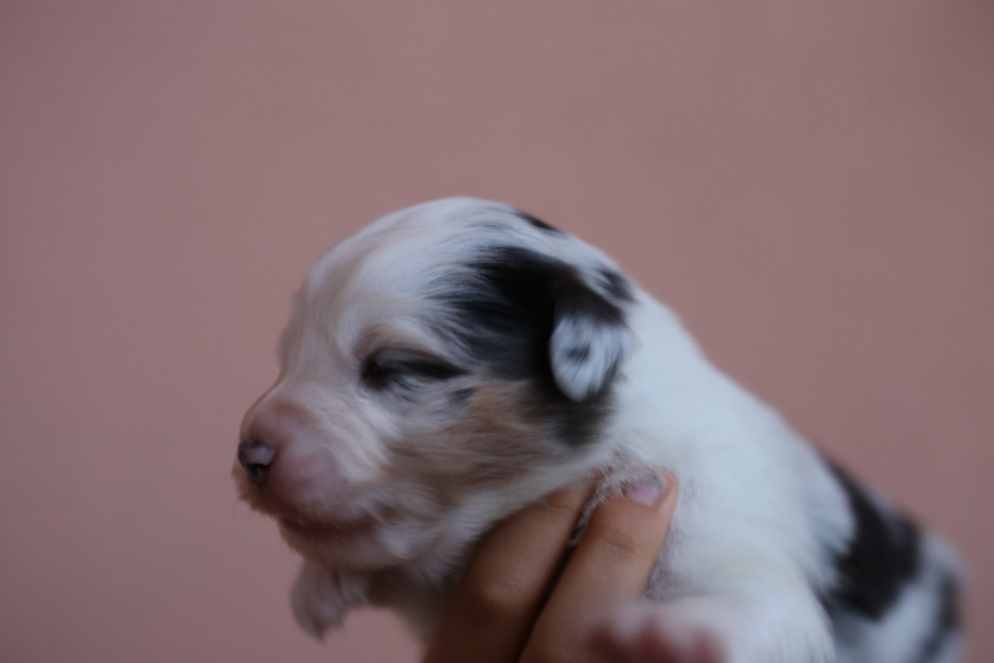 Green Clover - Chiots disponibles - Berger Américain Miniature 