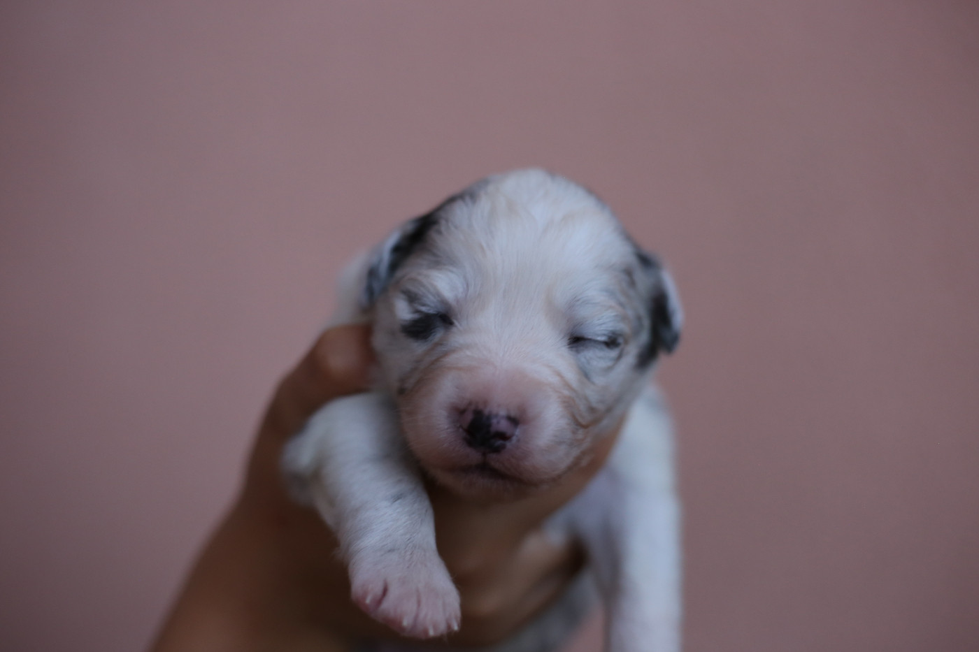 Green Clover - Chiots disponibles - Berger Américain Miniature 
