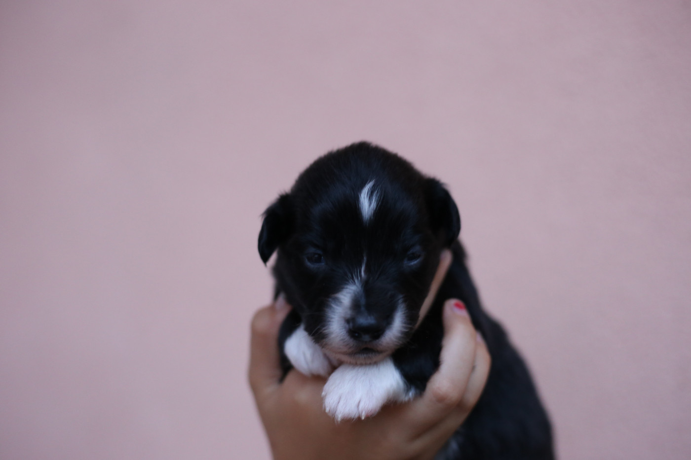 Green Clover - Chiots disponibles - Berger Américain Miniature 