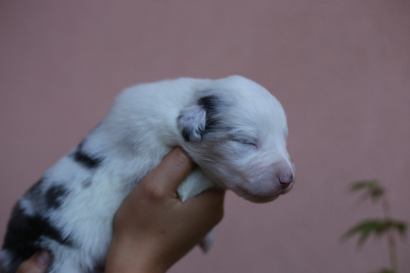 Green Clover - Chiots disponibles - Berger Américain Miniature 