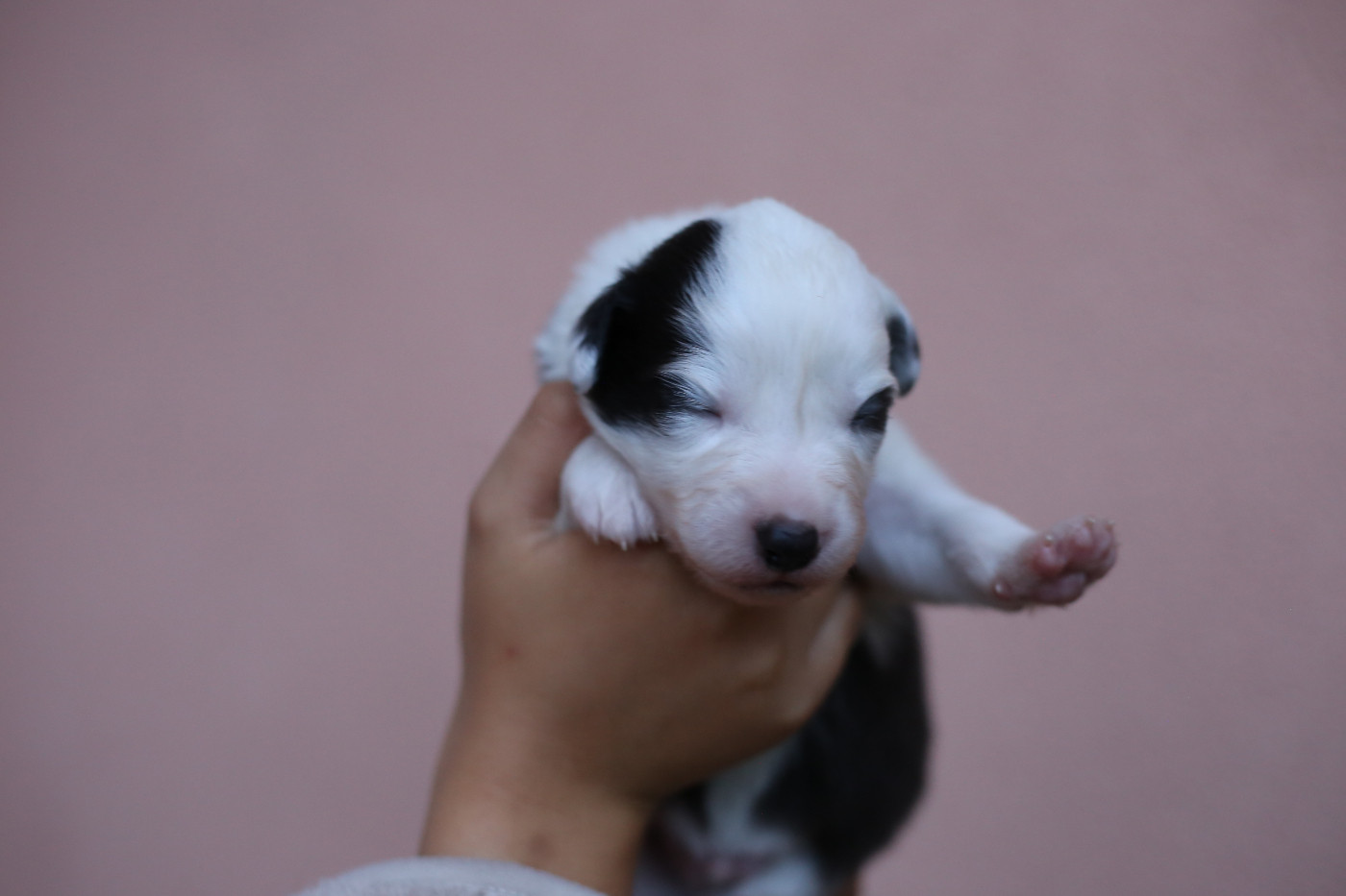 Green Clover - Chiots disponibles - Berger Américain Miniature 
