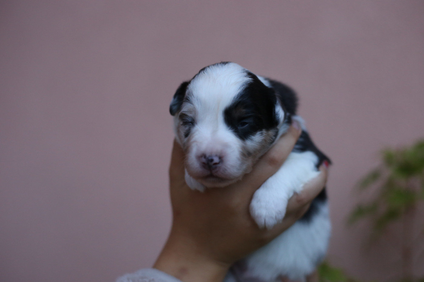 Green Clover - Chiots disponibles - Berger Américain Miniature 
