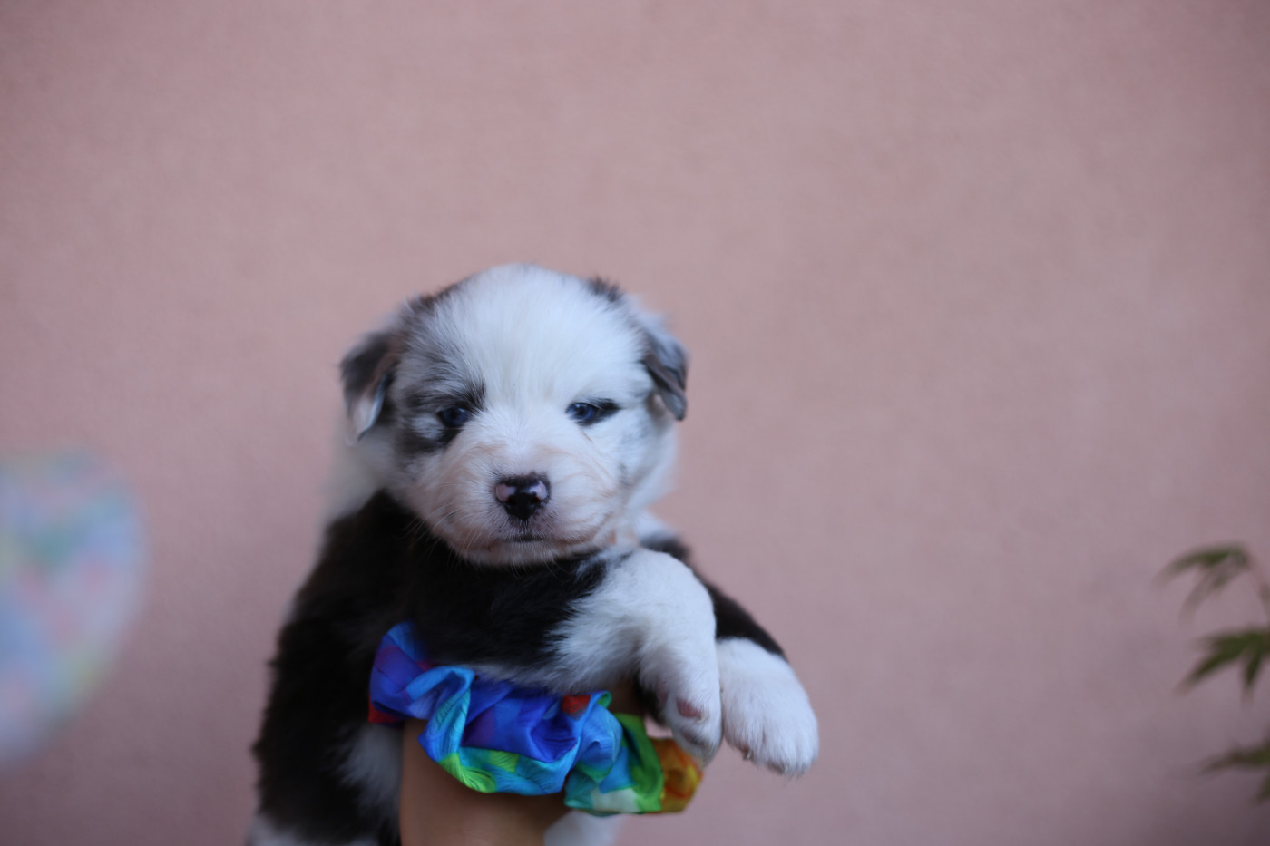 Green Clover - Chiots disponibles - Berger Américain Miniature 
