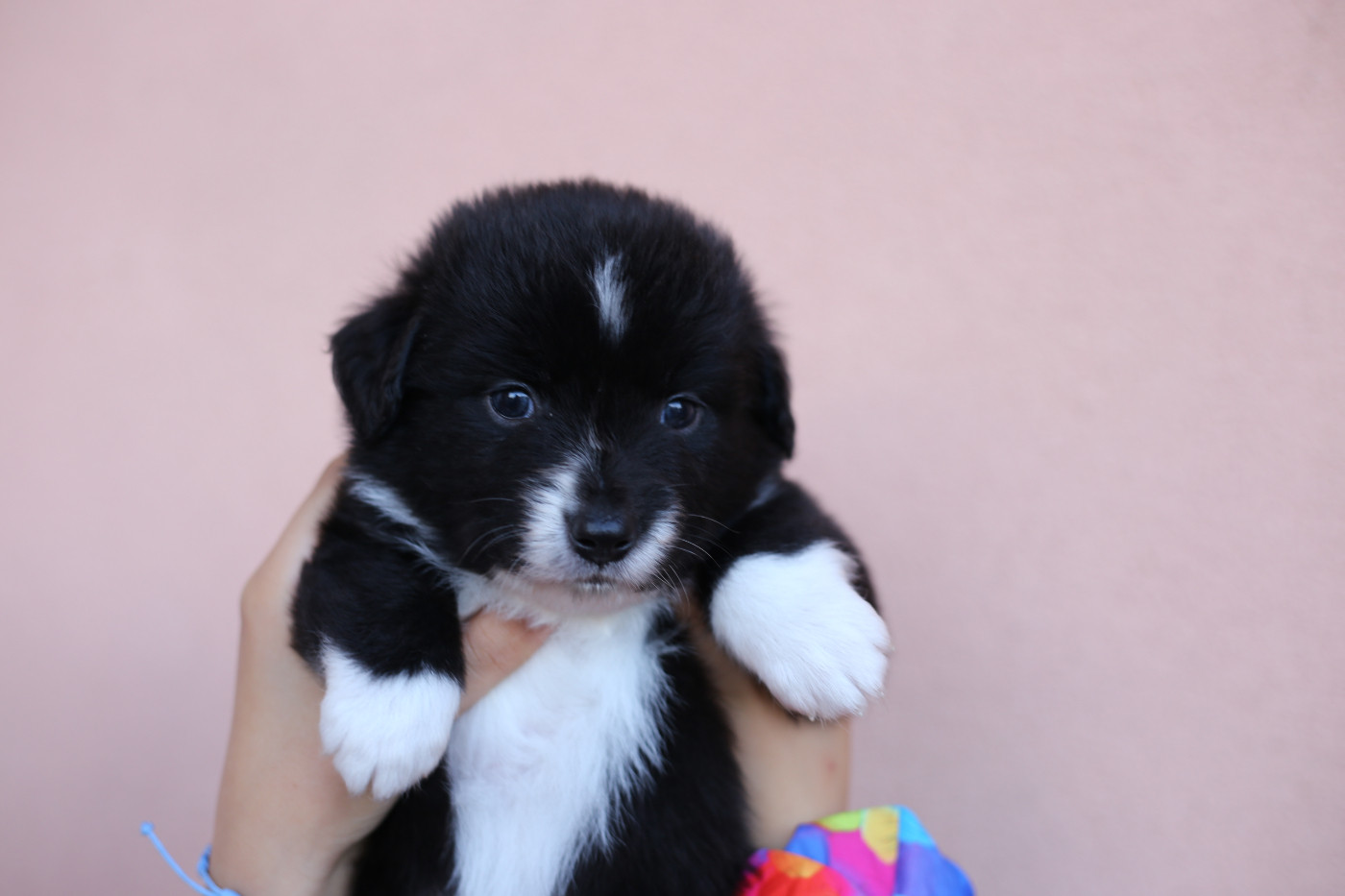 Green Clover - Chiots disponibles - Berger Américain Miniature 