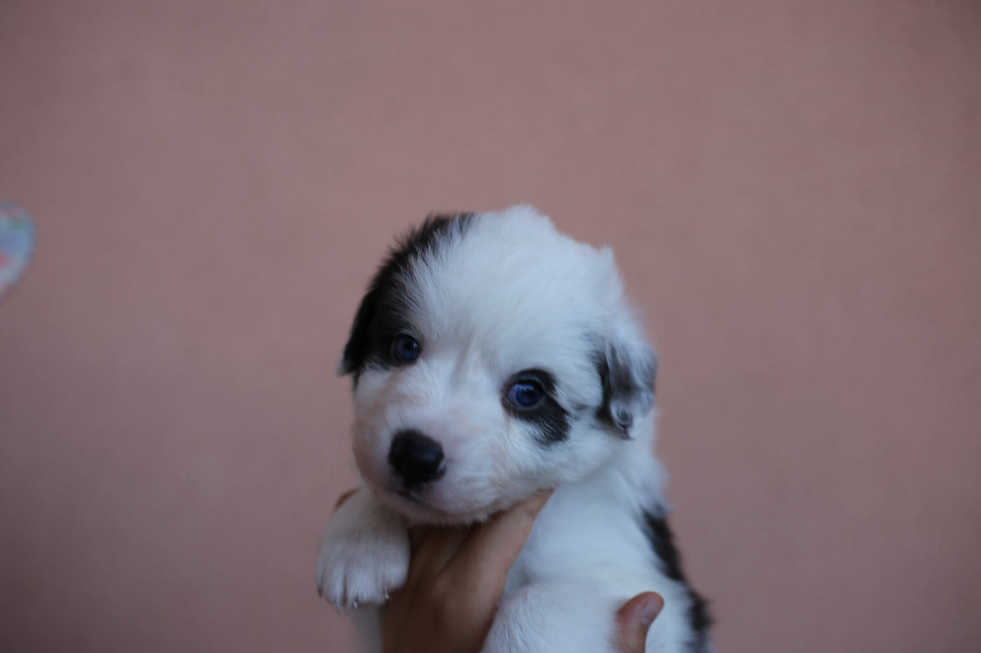 Green Clover - Chiots disponibles - Berger Américain Miniature 