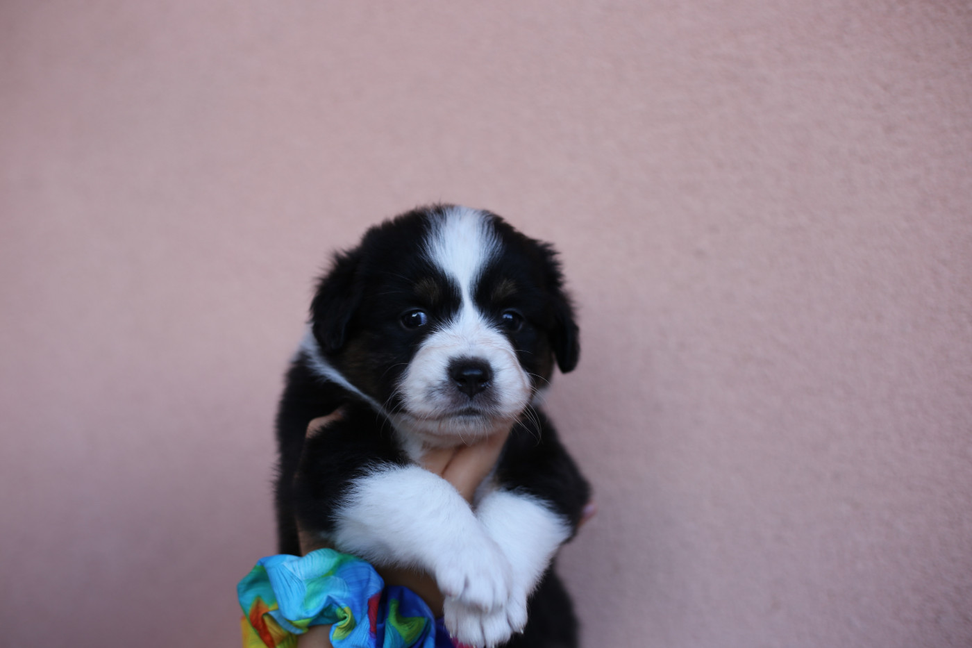 Green Clover - Chiots disponibles - Berger Américain Miniature 