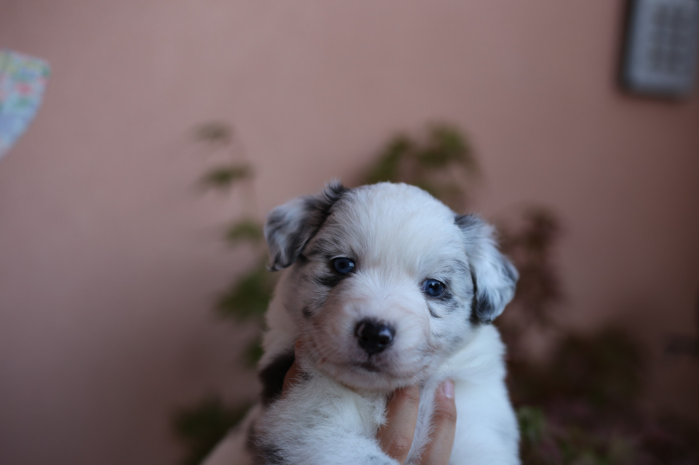 Green Clover - Chiots disponibles - Berger Américain Miniature 