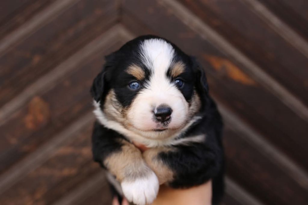 Green Clover - Chiots disponibles - Berger Américain Miniature 