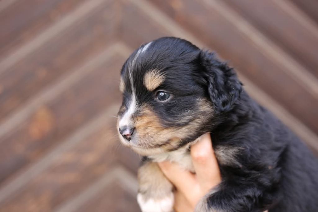 Green Clover - Chiots disponibles - Berger Américain Miniature 