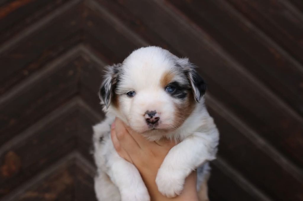 Green Clover - Chiots disponibles - Berger Américain Miniature 