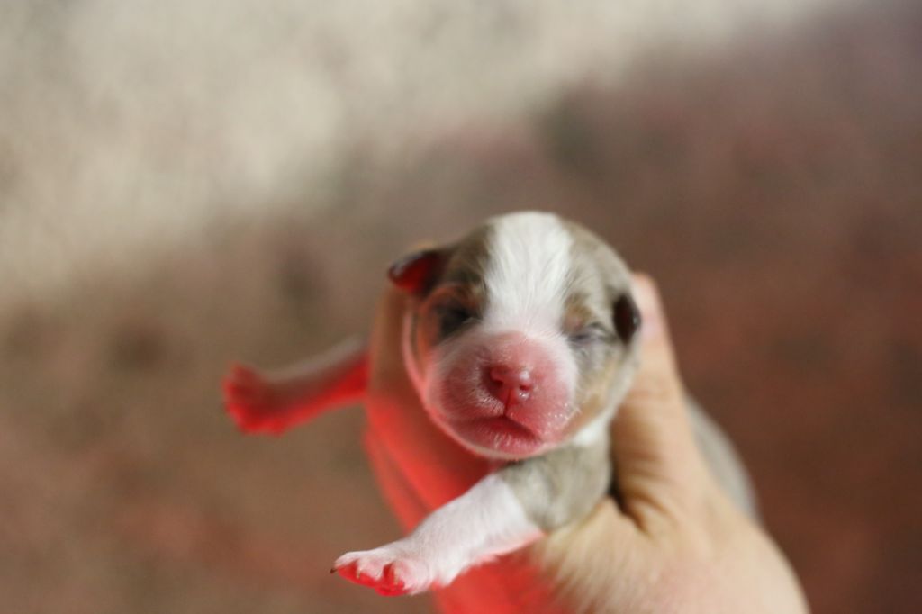 Green Clover - Berger Américain Miniature - Portée née le 23/03/2021