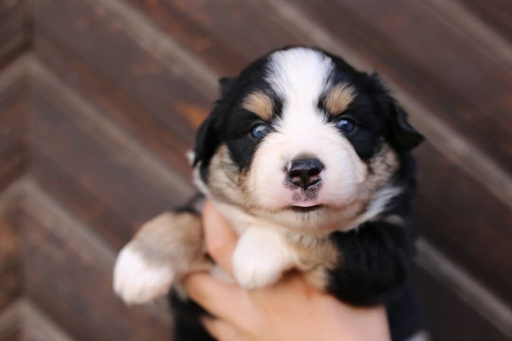 Green Clover - Chiots disponibles - Berger Américain Miniature 
