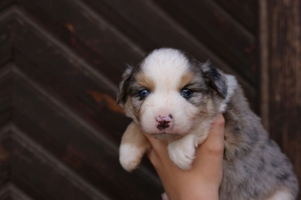 Green Clover - Chiots disponibles - Berger Américain Miniature 