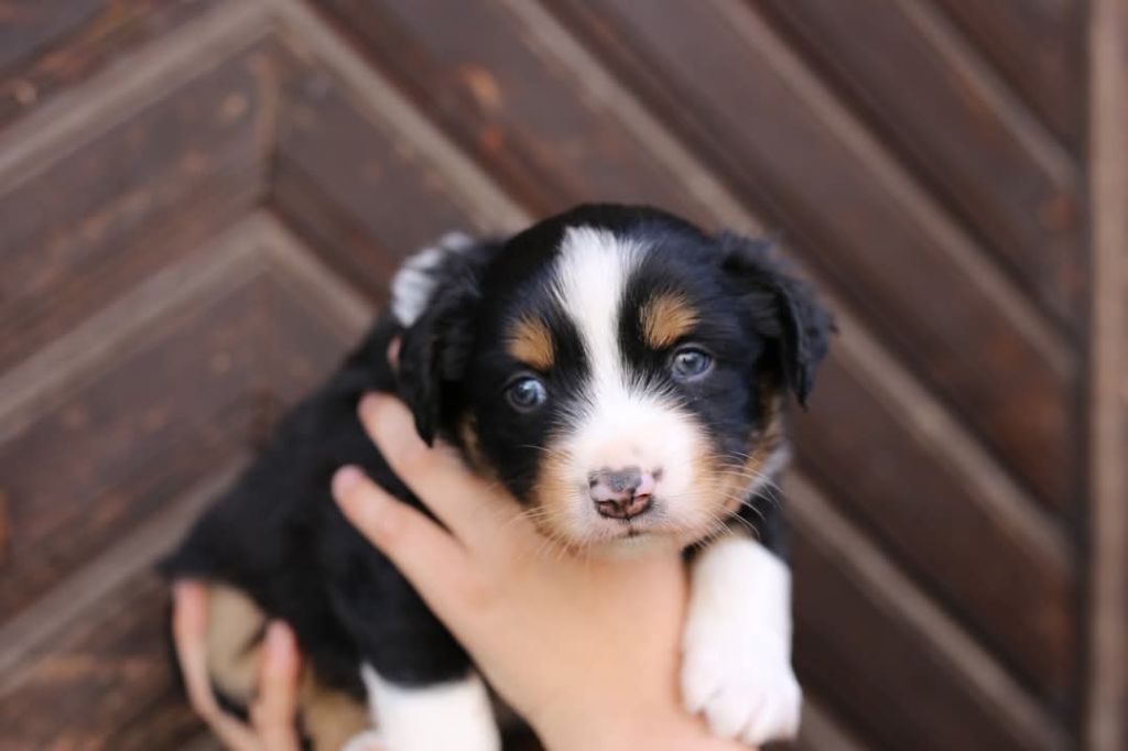 Green Clover - Chiots disponibles - Berger Américain Miniature 